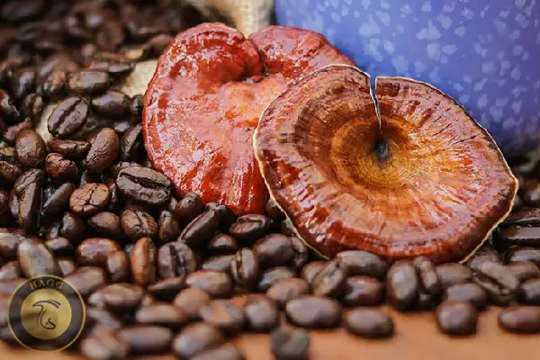 دانه قهوه‌های برگرفته از قارچهای ریشی نوشیدنی معجزه بخش