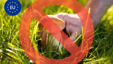 ممنوعیت برداشت قارچ در اروپا