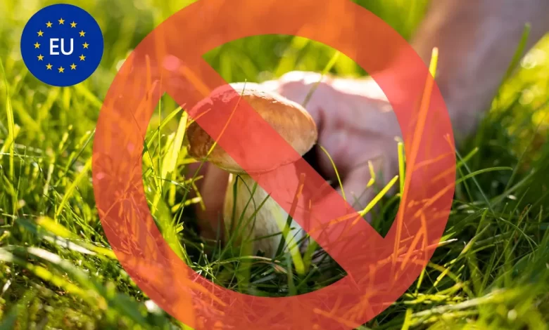 ممنوعیت برداشت قارچ در اروپا