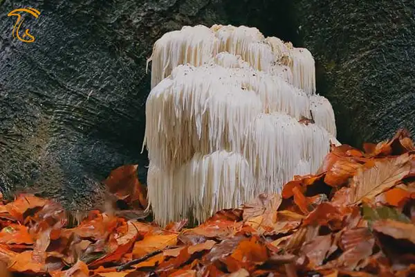 قارچ یال شیر یا Hericium erinaceus