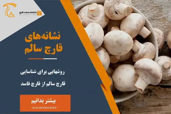 نشانه قارچ سالم عکس قارچ خراب شده