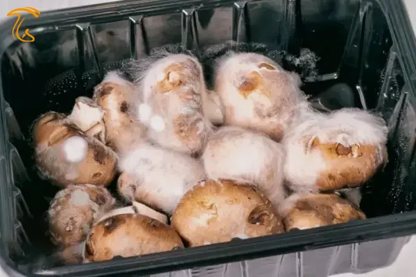 قارچ کپک زده