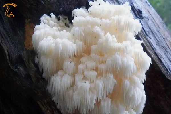 Hericium erinaceus