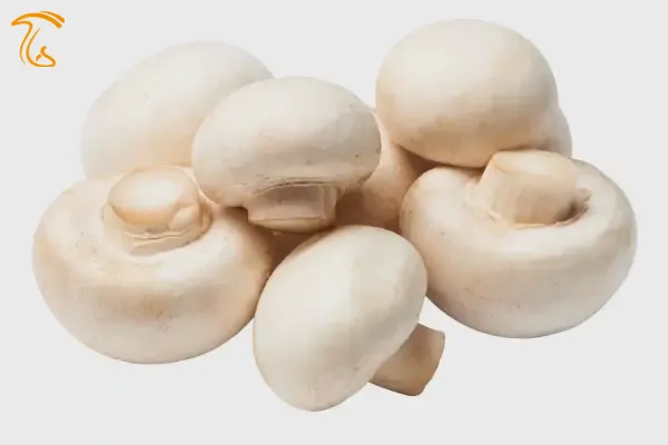 قارچ سالم و تازه تشخیص قارچ سالم