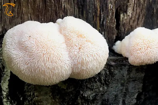 Hericium erinaceus