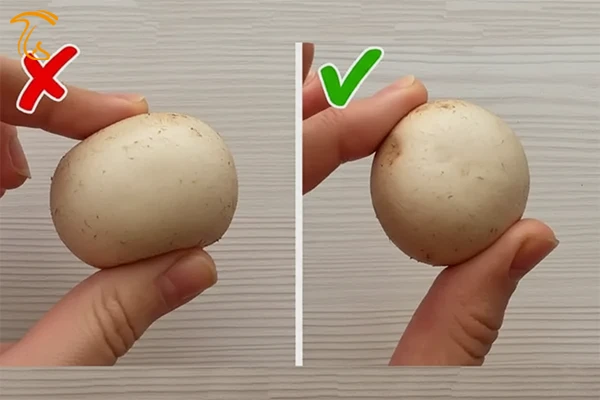 تشخیص قارچ سالم و تازه