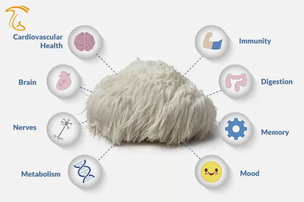 خواص قارچ یال شیر