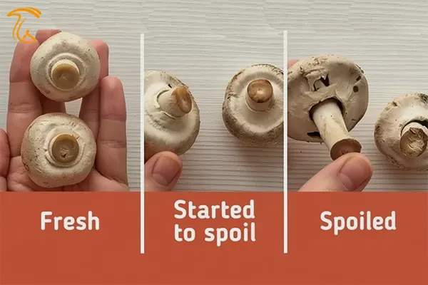 روند کهنگی و خراب شدن قارچدکمهای