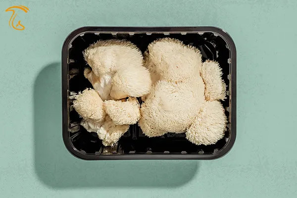 خواص قارچ یال شیر