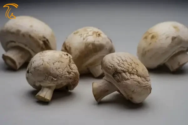 تشخیص قارچ خراب از روی چین و چروکهای سطح آن