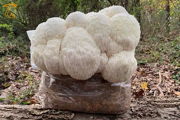 قارچ یال شیر