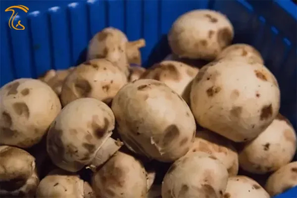 لکه های قهوهای روی قارچ که نشانه خرابی است