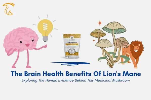 مکمل های دارویی قارچ یال شیر