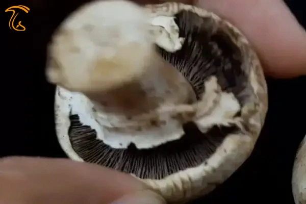 پشت باز شدن کلاهک قارچ نشانه ماندگی آن است.