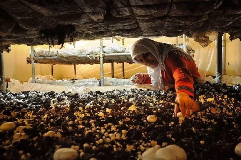 ریحانه سعادت دهیار نمونه بانوی ملایری به پرورش قارچ مشغول است