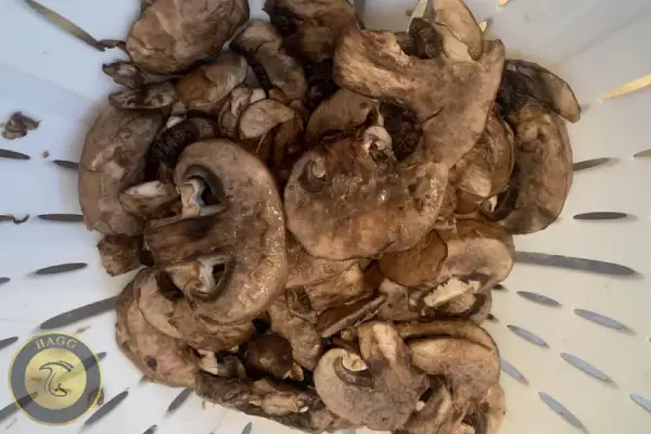 آیا قارچ سیاه شده خراب است؟ قارچ سیاه شده ضرر دارد؟