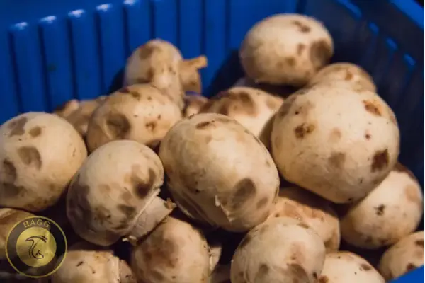 لکه های قهوه‌ای روی قارچ که نشانه خرابی است