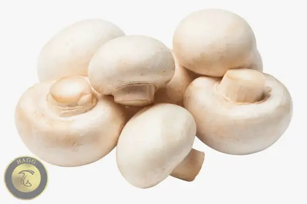 قارچ سالم و تازه تشخیص قارچ سالم