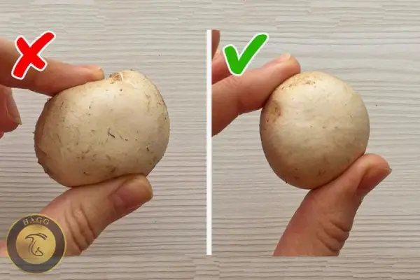 تشخیص قارچ سالم و تازه