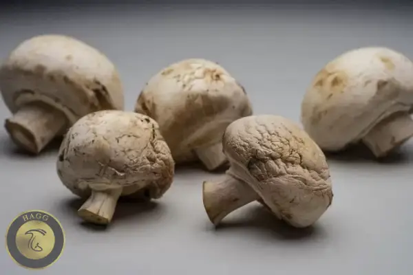 تشخیص قارچ خراب از روی چین و چروکهای سطح آن