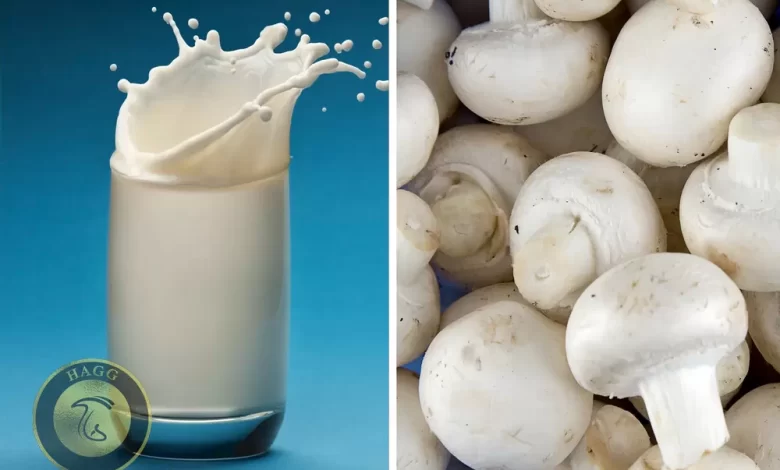 تولید شیر از قارچ