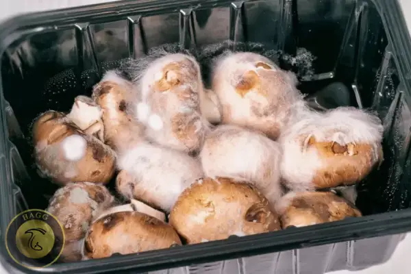 قارچ کپک زده