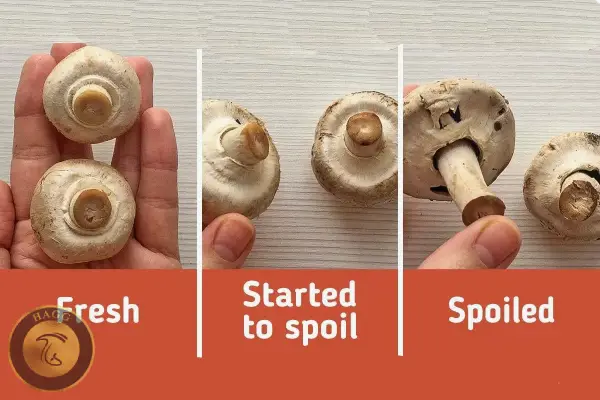 روند کهنگی و خراب شدن قارچ‌دکمه‌ای