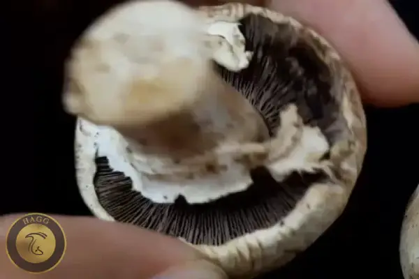 پشت باز شدن کلاهک قارچ نشانه ماندگی آن است.