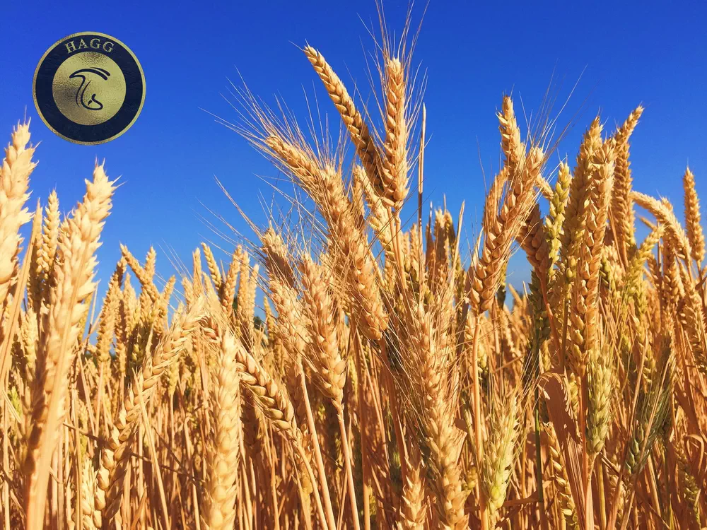 قیمت خرید تضمینی گندم