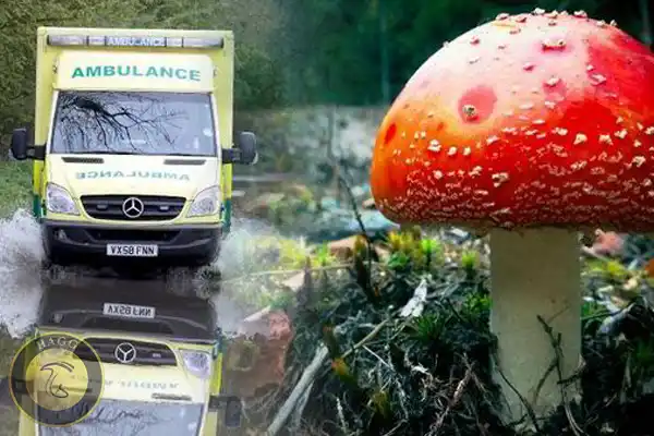 فرانسه رکورد دار مسمومیت با قارچ وحشی