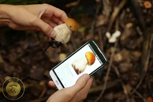 تشخیص قارچ با کمک گوشی موبایل