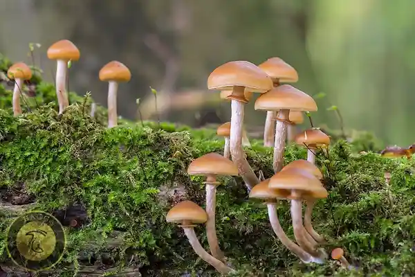 علائم مسمومیت با قارچ خودرو سمی فرانسه رکورد دار مسمومیت با قارچ وحشی