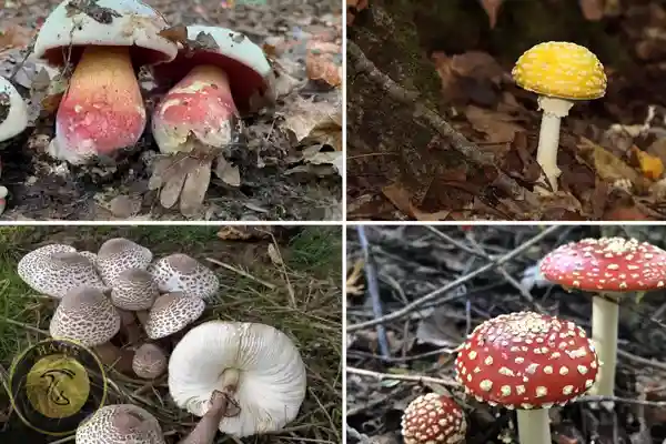 قارچ های سمی گلوله شیطان، آگاریک‌ زرد، انواع سمی لپیوتا و قارچ مگس آگاریک بیشترین سهم در مسمومیت ها را داشته اند