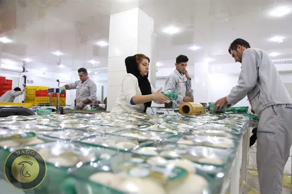 اشتغال زایی با پرورش قارچ اصفهان