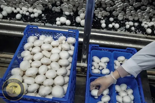 پرورش قارچ در استان اصفهان