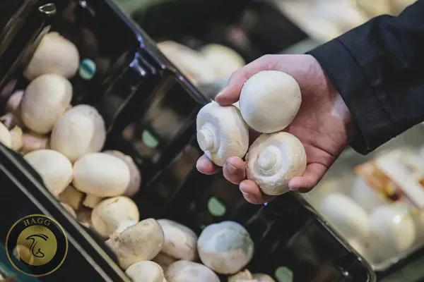 تولید قارچ خوراکی در استان اصفهان پرورش قارچ اصفهان