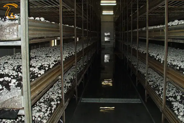 برداشت قارچ خوراکی در مزرعه پرورش نیشکر هفت تپه