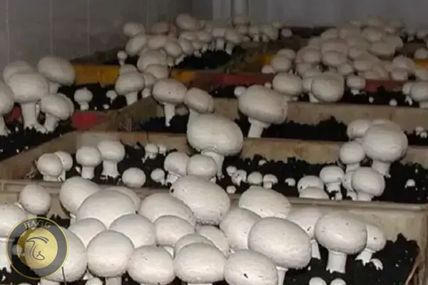 اشتغال در صنعت پرورش قارچ