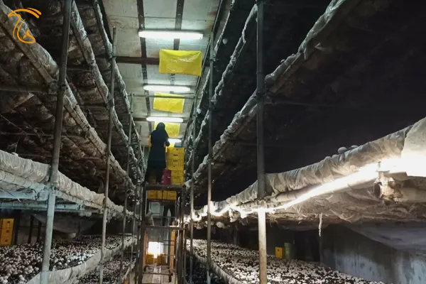 احیای واحد تولید قارچ نیشکر هفت تپه