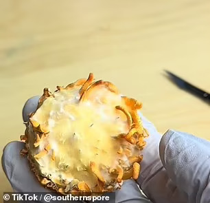 قارچ کوردیسپس پرورش داده شده روی پوست و خون انسان