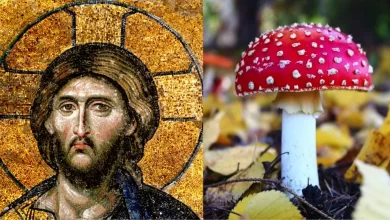 آیا عیسی مسیح یک قارچ توهم زا بود؟