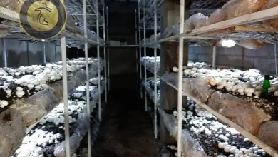 تولید قارچ در روستای اغولبیک تکاب