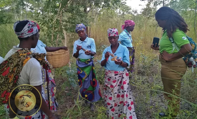 حفظ درختان جنگل با برداشت قارچ در موزامبیک