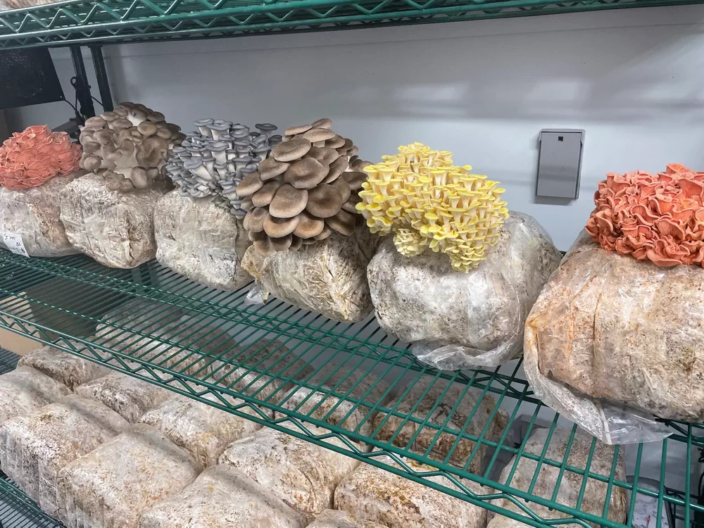 کیسه های پرورش قارچ