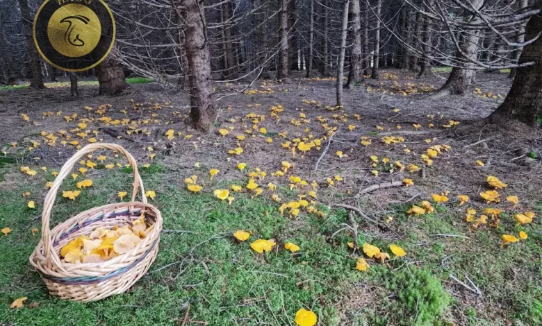 برداشت قارچ زرد کیجا از جنگل های هیرکانی