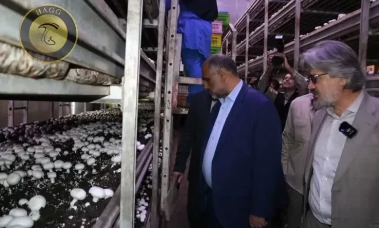 بازدید وزیر جهاد کشاورزی از کارخانه قارچ اورامان سبز (قارچ هستی)