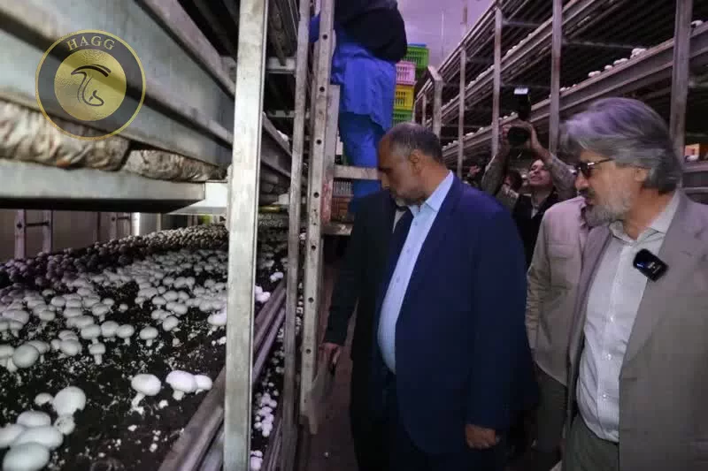 بازدید وزیر جهاد کشاورزی از کارخانه قارچ اورامان سبز (قارچ هستی)