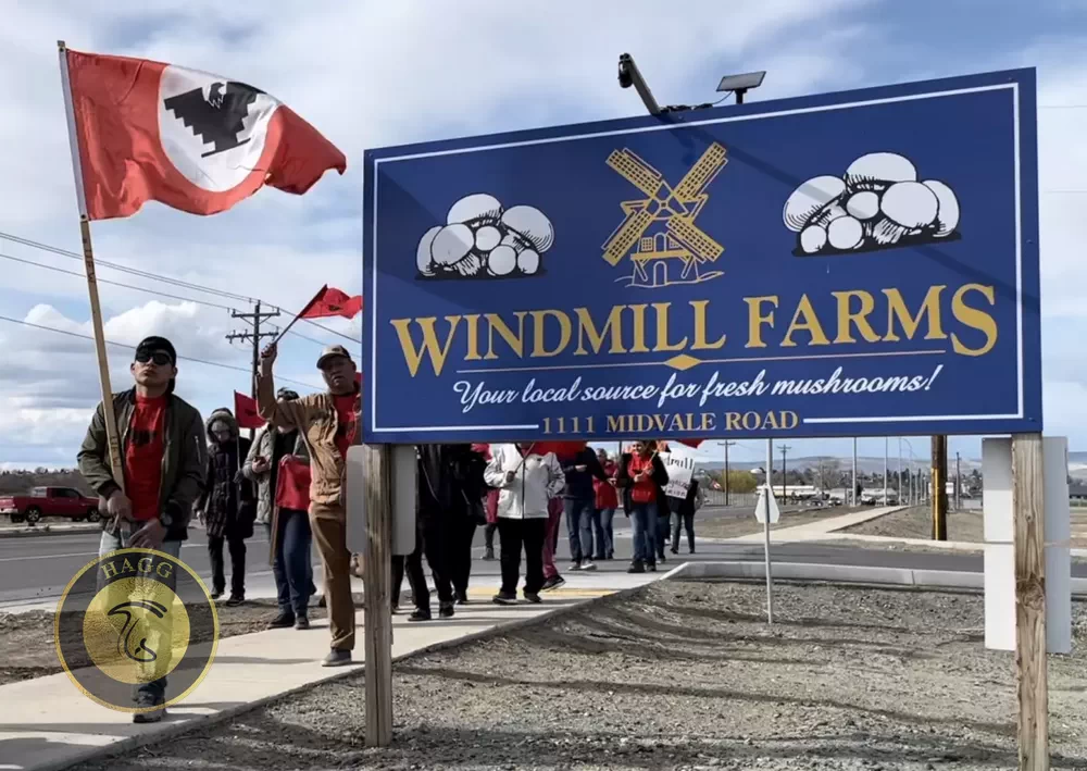 شکایت کارگران مزرعه قارچ Windmill Farms