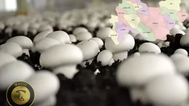 میزان تولید قارچ در استان کرمانشاه