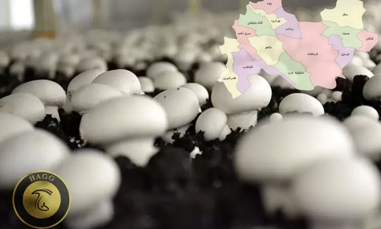 میزان تولید قارچ در استان کرمانشاه